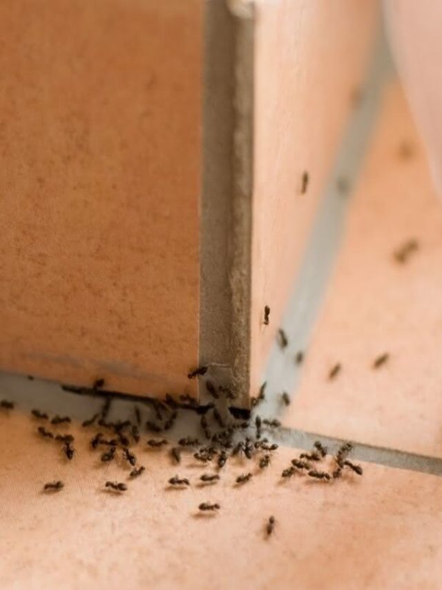 Dicas caseira para acabar com as formigas.